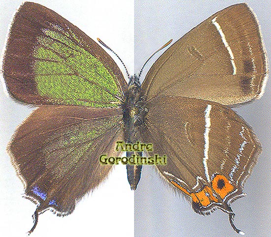 http://www.gorodinski.ru/lycaenidae/Teratozephyrus tsangkie male.jpg